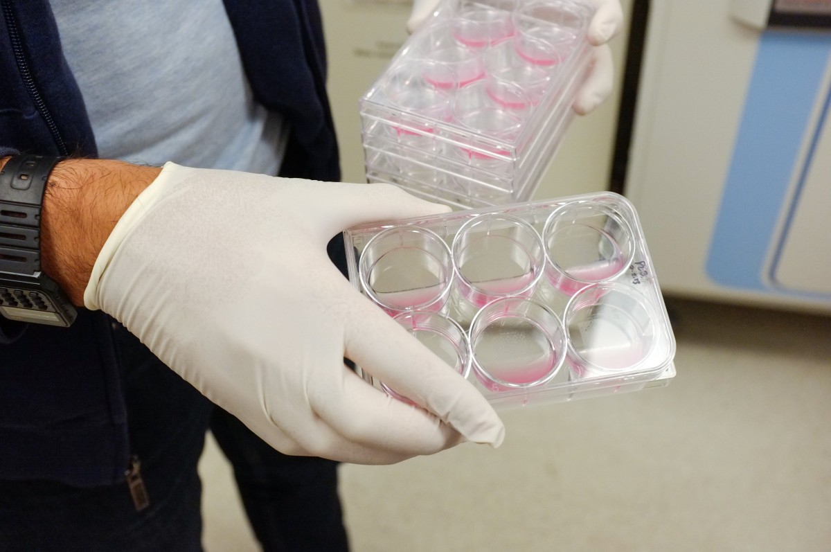 A gloved hand holds a laboratory dish with pink liquid in it.