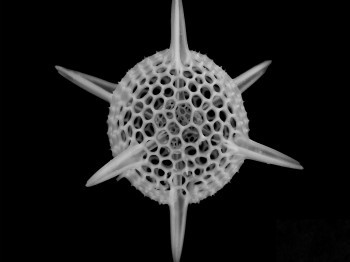 Microscopic image of a hollow sphere with six radiating points.