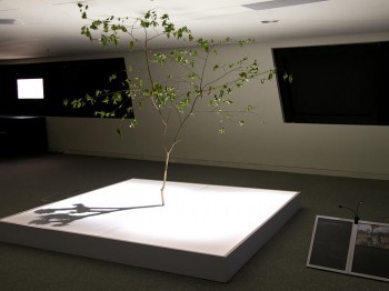 A small tree stands in an art gallery.