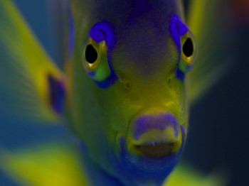 Close-up of an angelfish. Photo: Courtesy of Keith Ellenbogen.