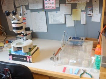 A laboratory workstation with a microscope, diagrams, and petri dishes.