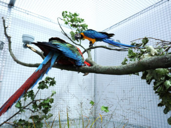 "Ready Unmade," 2008. Frieze Projects London. Agnieszka Kurant. Three real-life parrots trained to bark like dogs, cage, plants. Photo: Dominick Tyler.