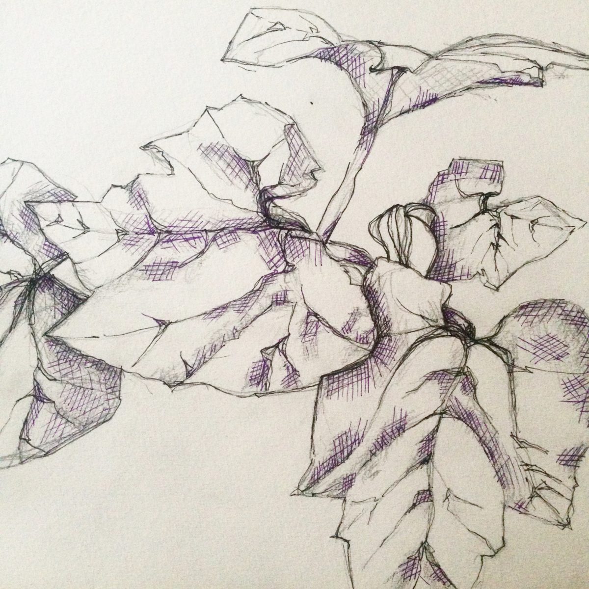 Pencil drawing of leaves. 