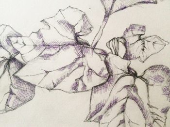 Pencil drawing of leaves.