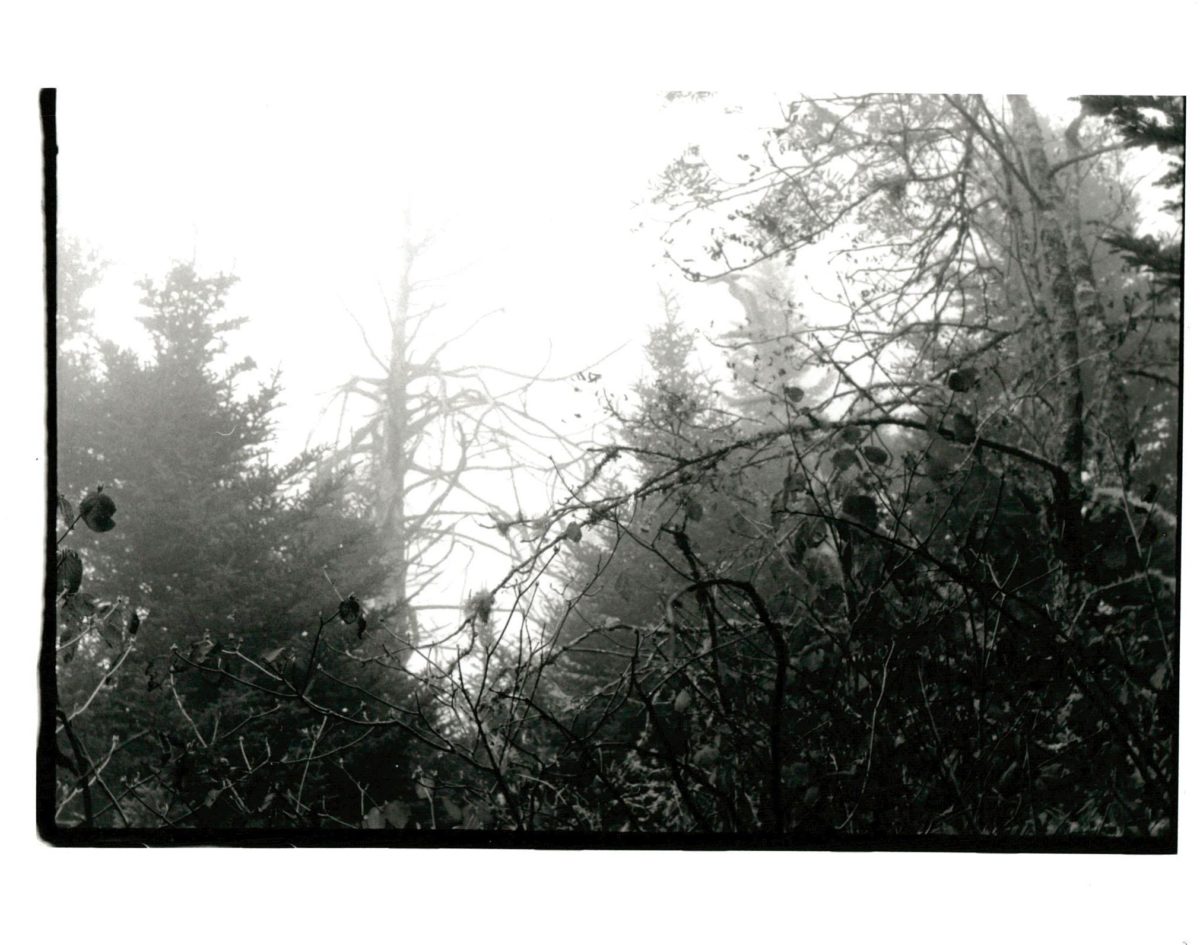 Black and white photograph of tree branches that disappear into a haze in the distance.