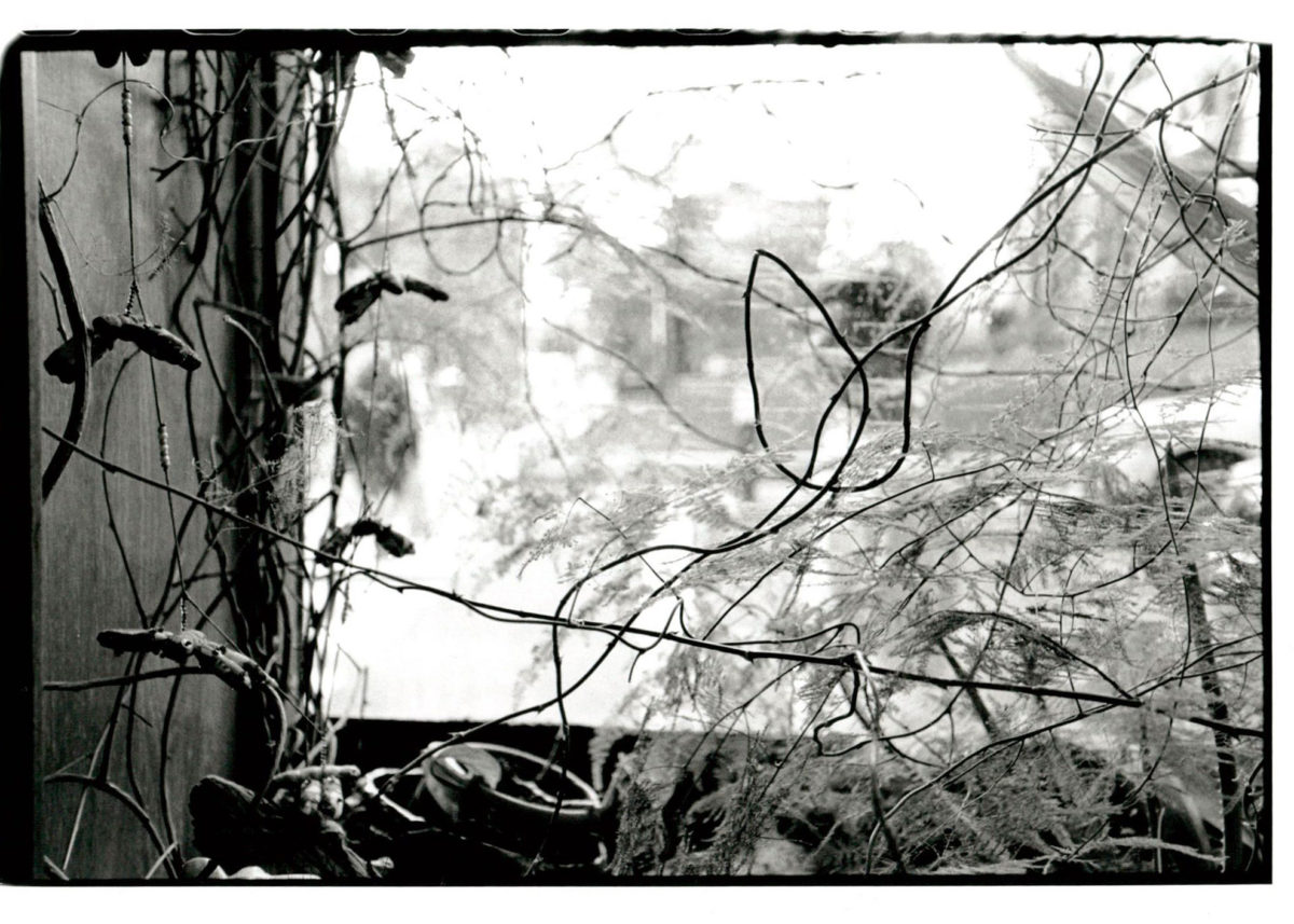 Black and white gelatin silver print of a plant back lit by a window.