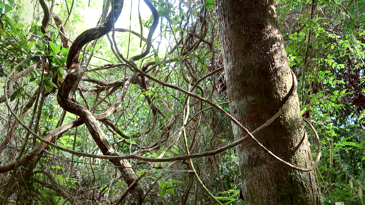 Vines twist around each other in a dense rainforest.
