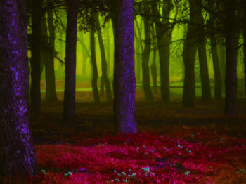 A dark lit and highly saturated image of a forest.