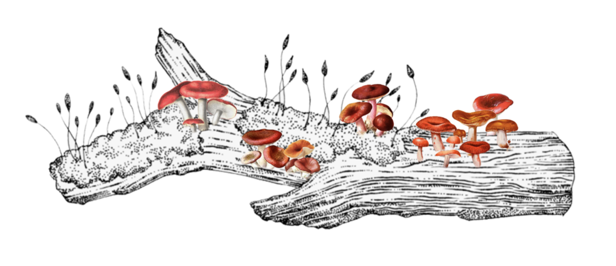 Computer drawing of red mushrooms growing on a log