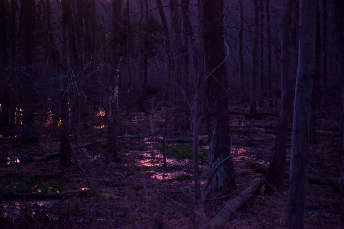 Dark photo of dense forest with crawling vines, downed trees, and highlights along the forest floor.