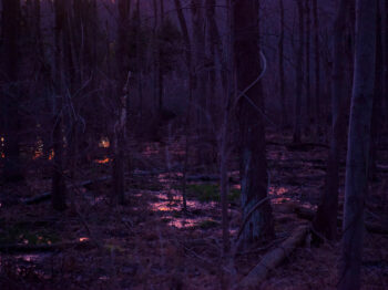 Dark photo of dense forest with crawling vines, downed trees, and highlights along the forest floor.
