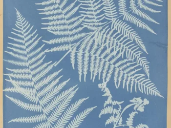 An intricate blue and white cyanotype print depicting various fern species.