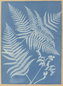A blue cyanotype of fern leaves.