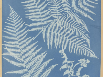 A blue cyanotype of fern leaves.