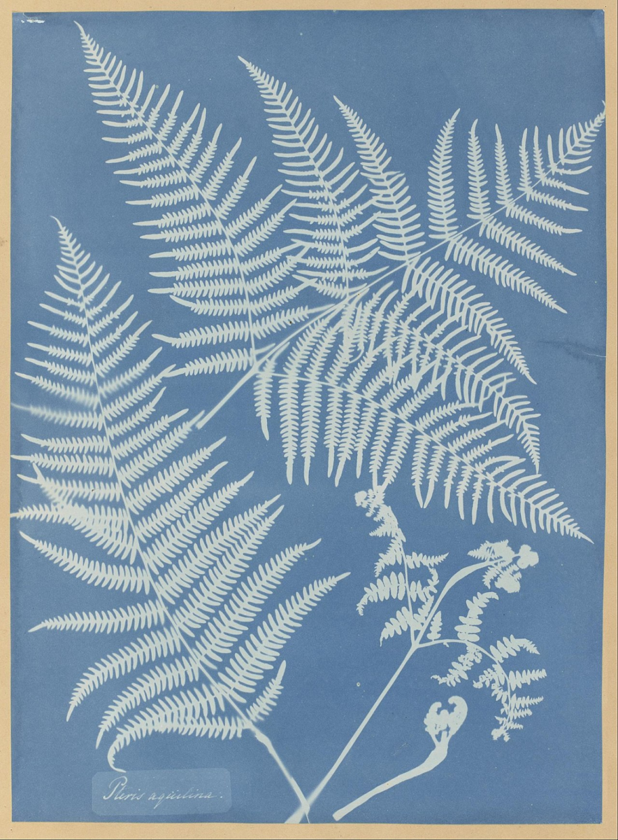A blue cyanotype of fern leaves.