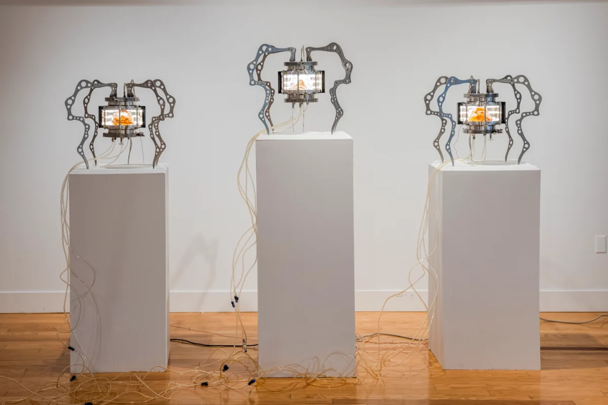 Three white podiums in a gallery display metal, spider-like sculptures connected with clear tubes.