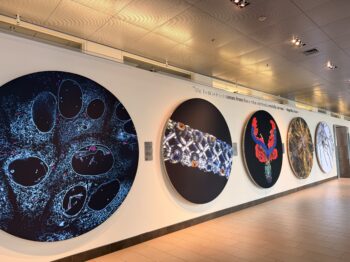 Large circular colorful artworks along a gallery wall