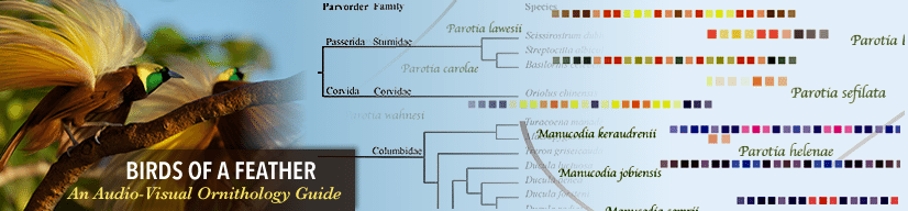 Photo and genetic tree diagram reading "Birds of a Feather: An Audio-Visual Ornithology Guide"